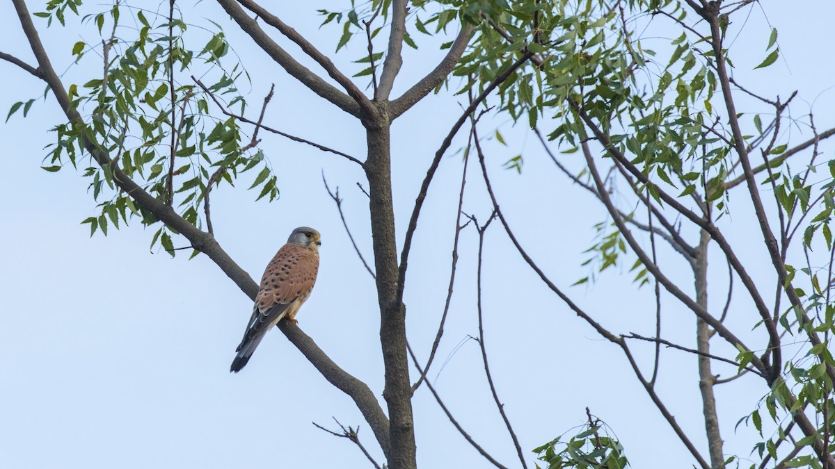 Faucon crécerelle - ML644743432