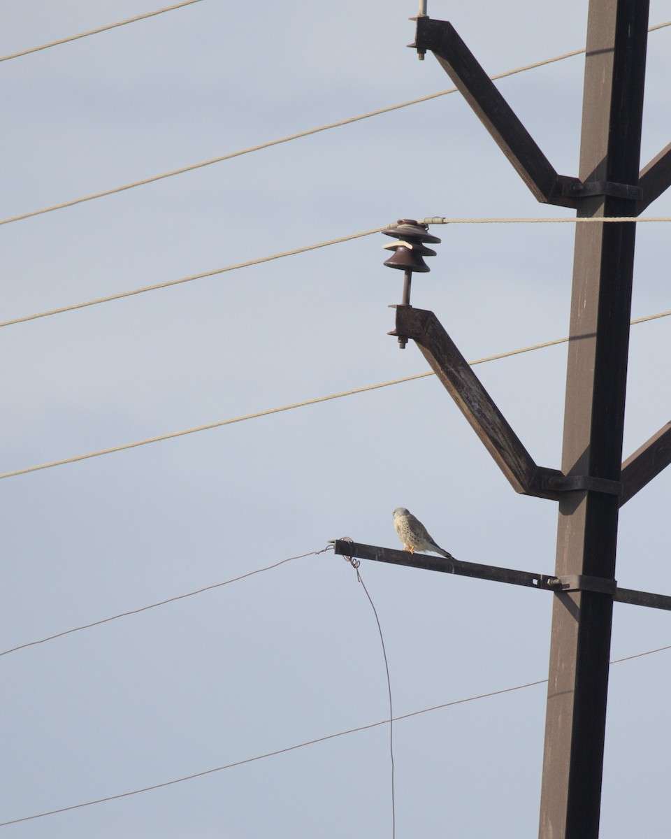 Faucon crécerelle - ML644743433