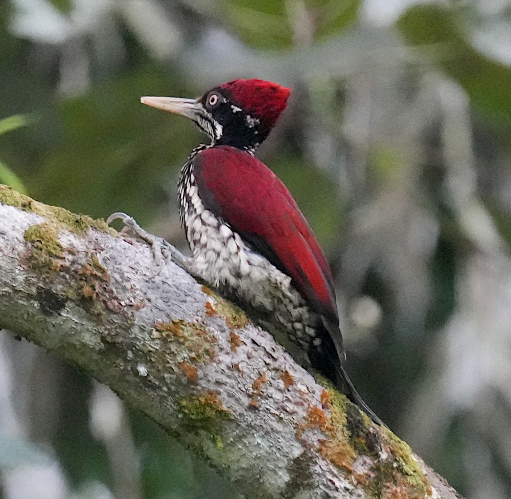 Pic de Ceylan - ML644743434