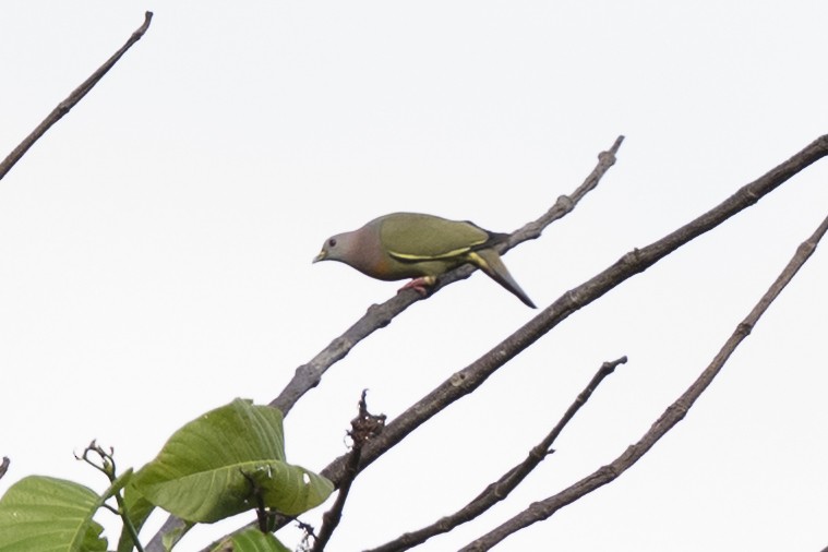 Colombar giouanne - ML644743436