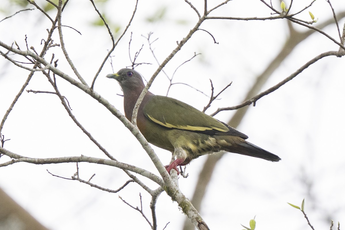 Colombar giouanne - ML644743438