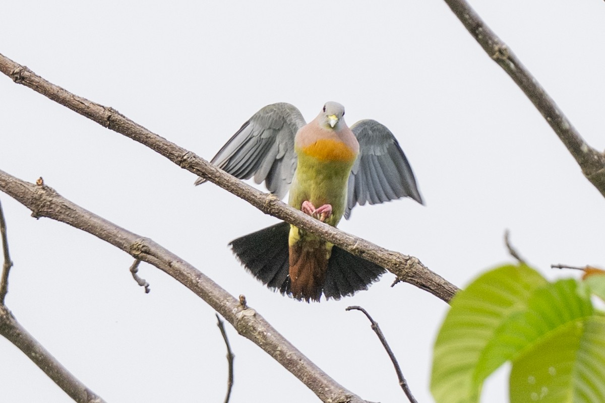 Colombar giouanne - ML644743441