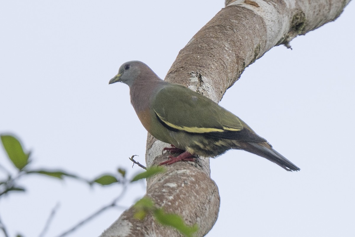 Colombar giouanne - ML644743442