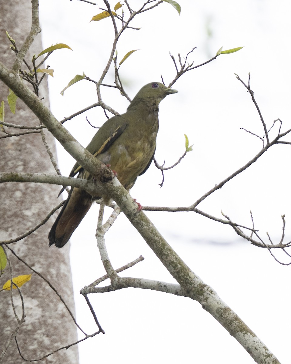 Colombar giouanne - ML644743444