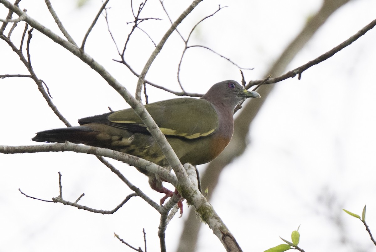 Colombar giouanne - ML644743445