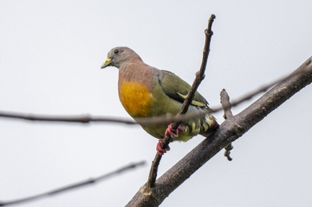 Colombar giouanne - ML644743446