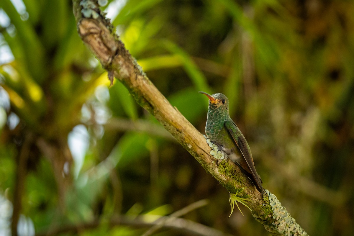Ariane à ventre gris - ML644743448
