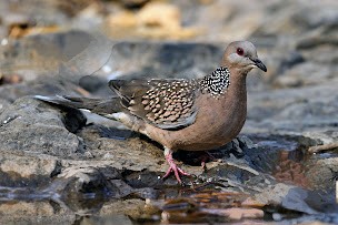 Tourterelle tigrine - ML644743449