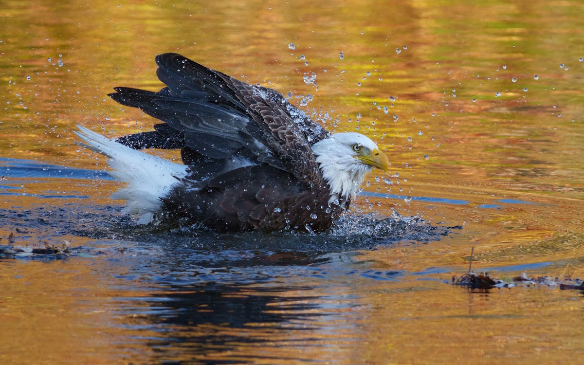 Pygargue à tête blanche - ML644743456