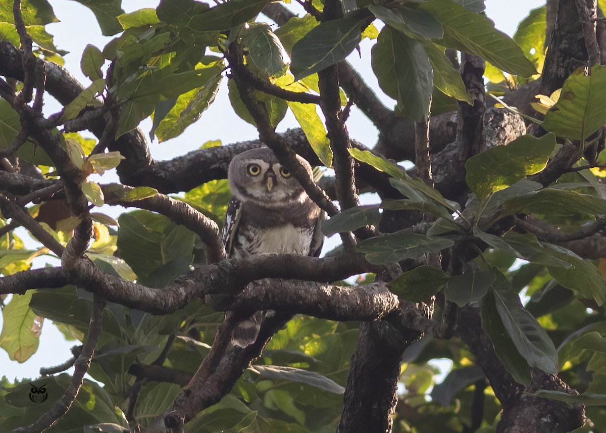 Forest Owlet - ML644743463