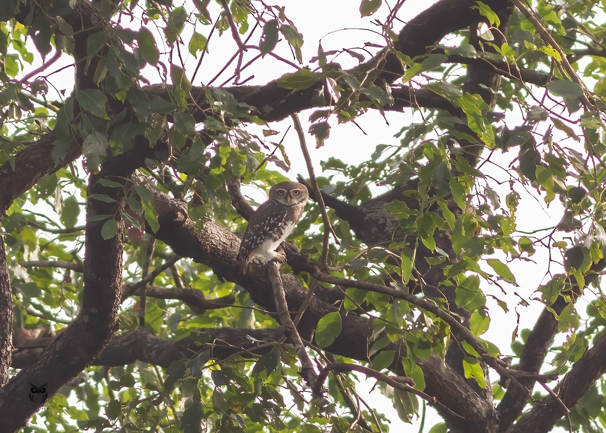 Forest Owlet - ML644743464