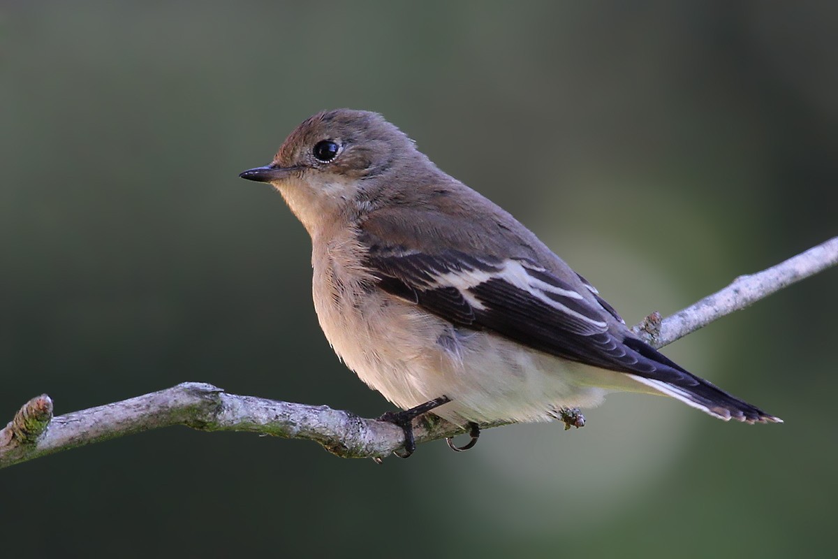 lejsek černohlavý - ML644743474