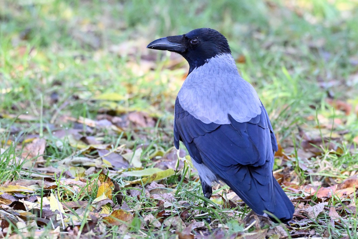 Leş Kargası - ML644743483