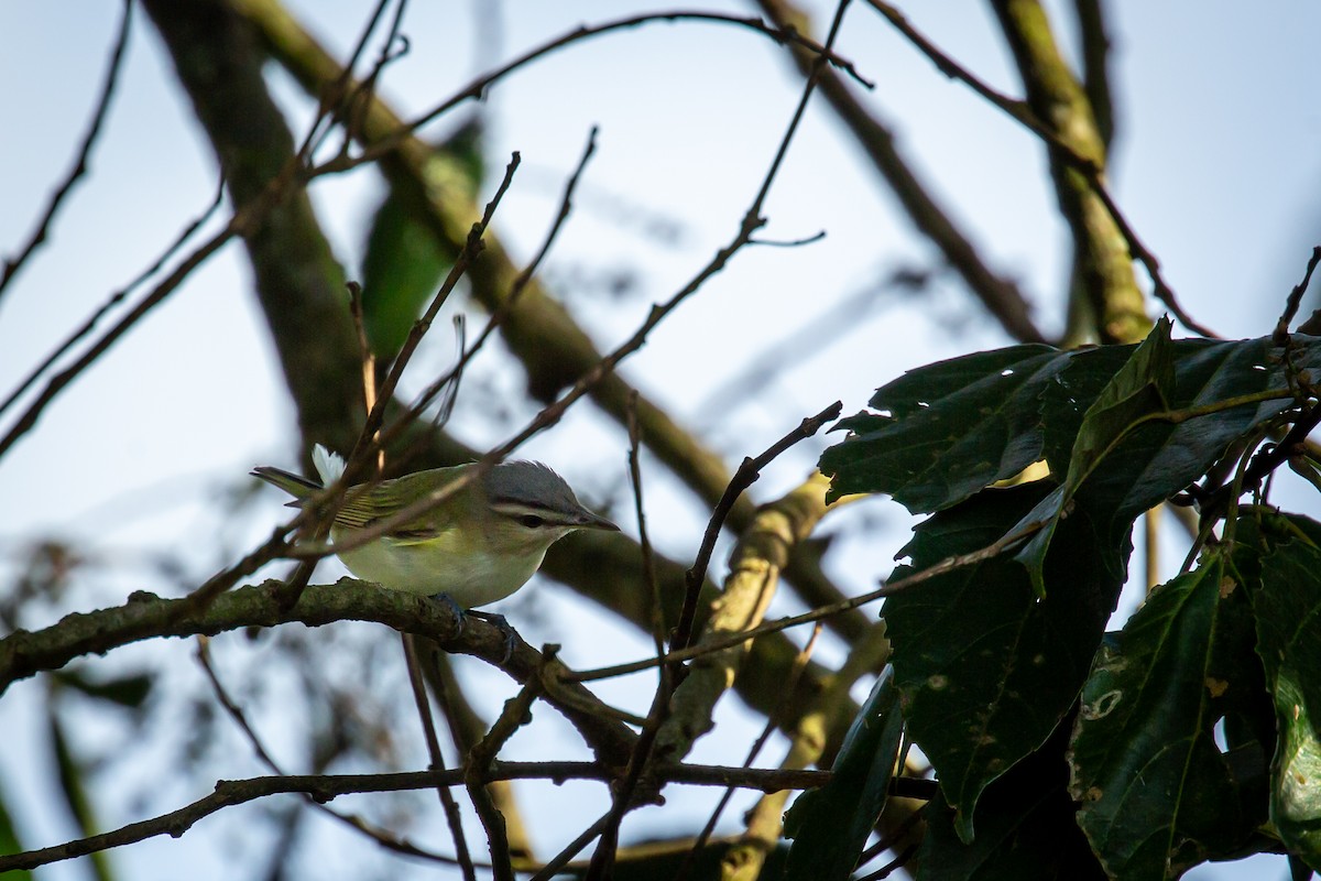 Красноглазый виреон - ML644743497