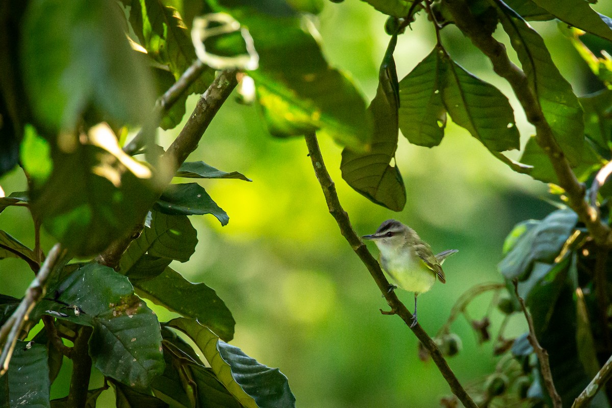 Красноглазый виреон - ML644743498