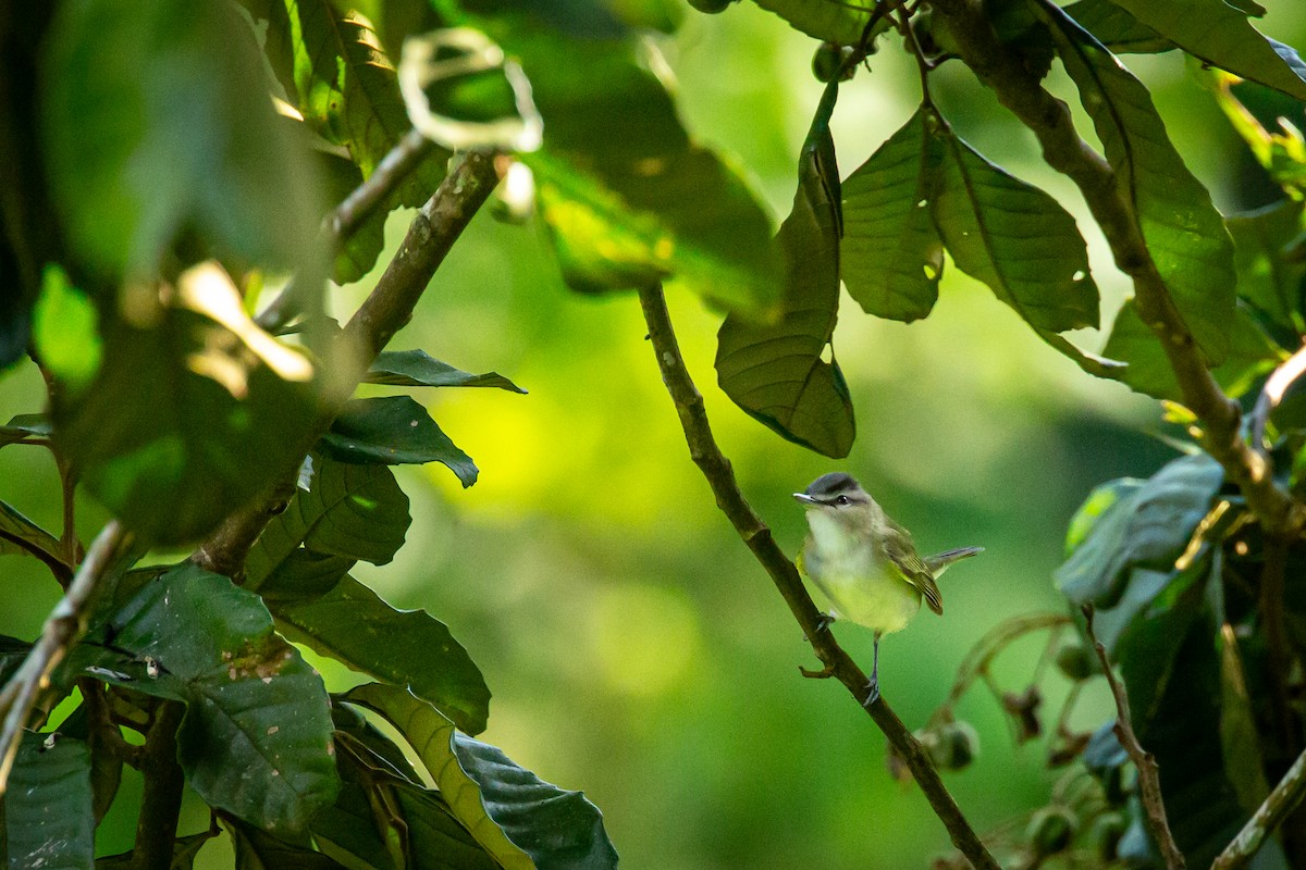 Красноглазый виреон - ML644743499