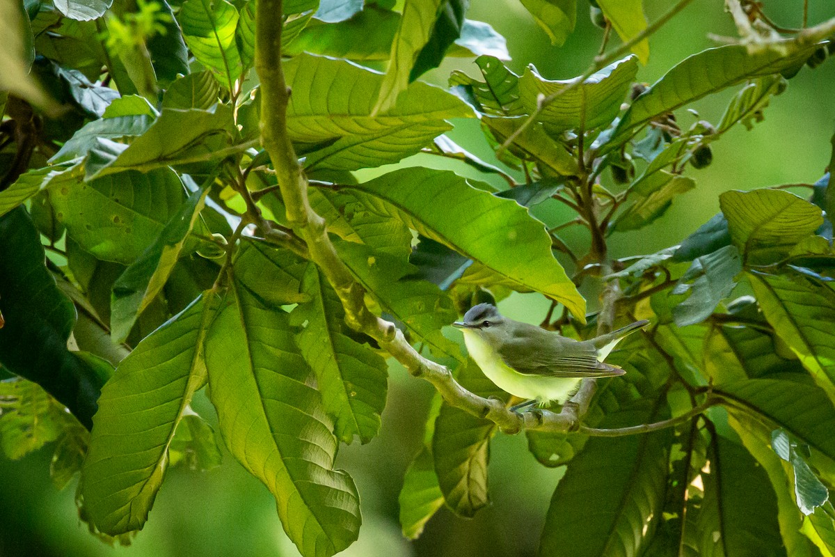 Красноглазый виреон - ML644743500