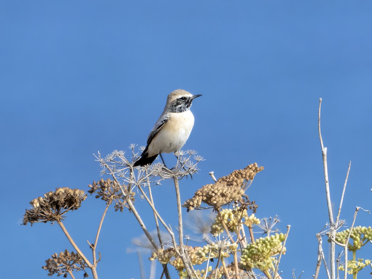 Desert Wheatear - ML644743509