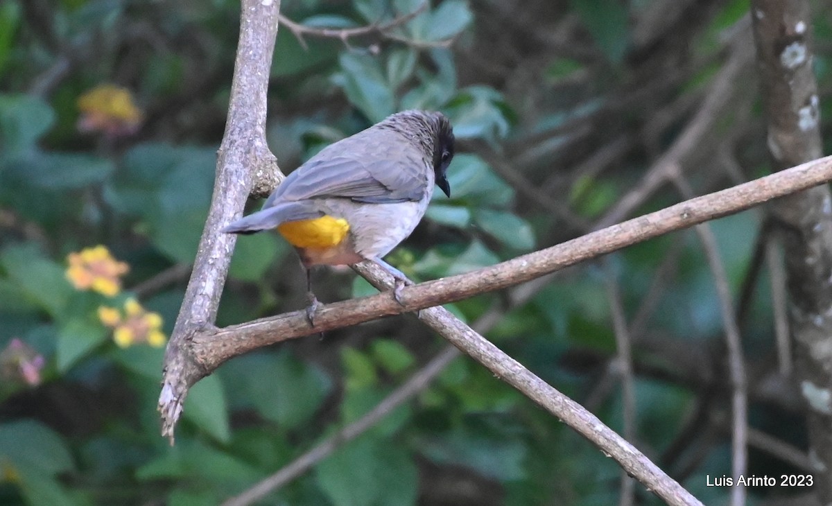Common Bulbul (Dark-capped) - ML644743510