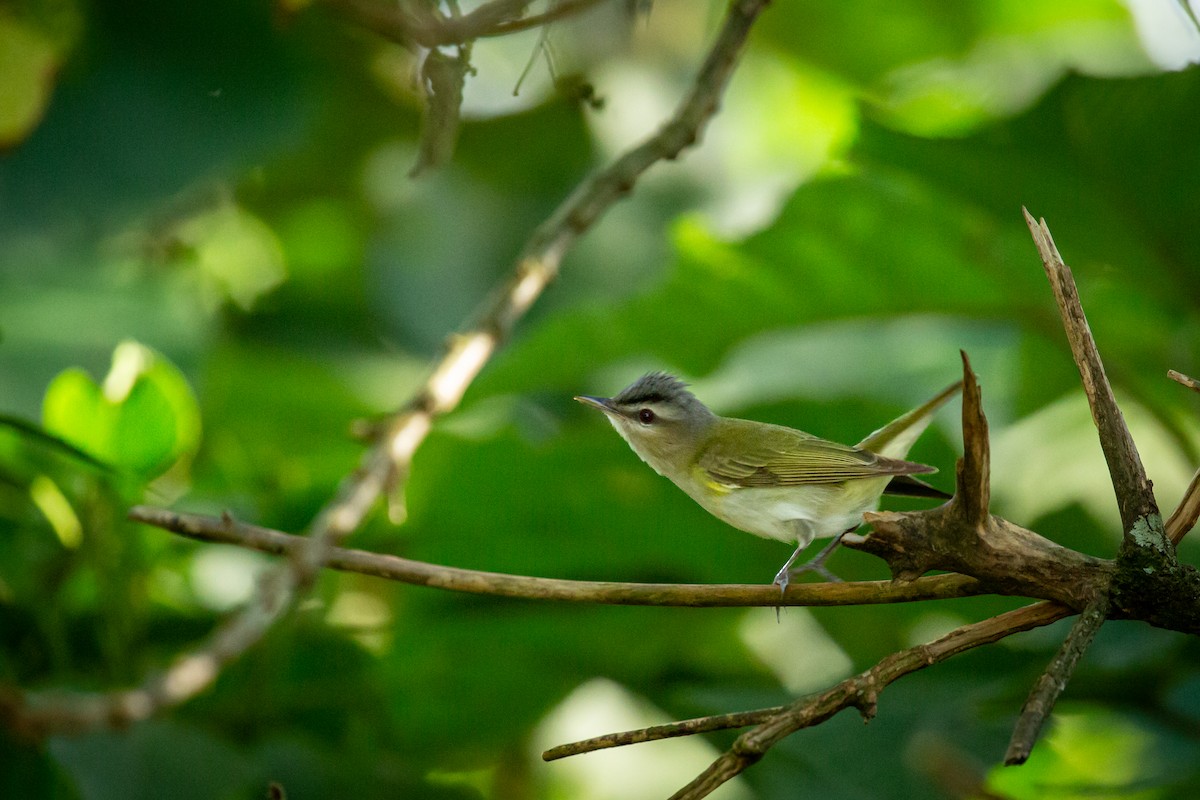 Красноглазый виреон - ML644743517
