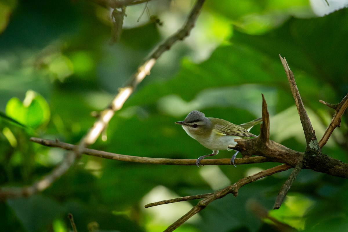 Красноглазый виреон - ML644743518