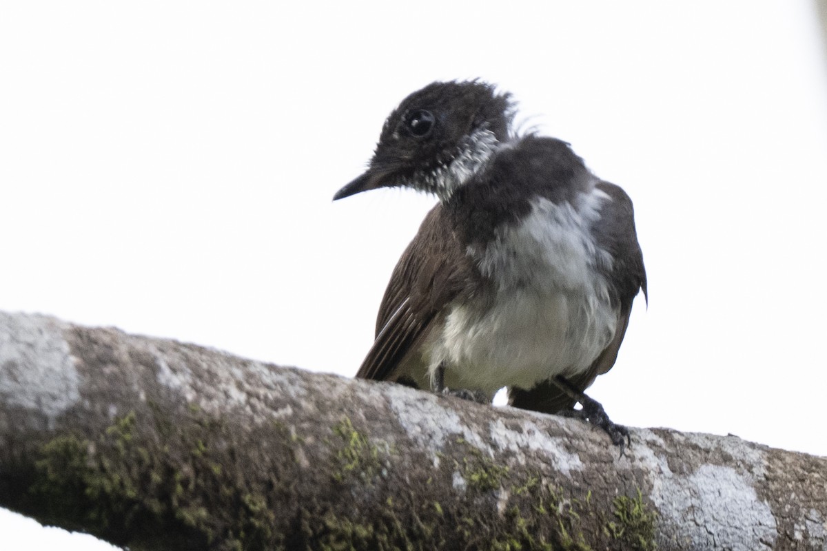 Rhipidure pie - ML644743519