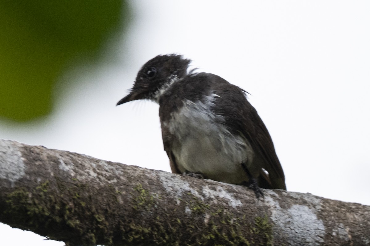 Rhipidure pie - ML644743520