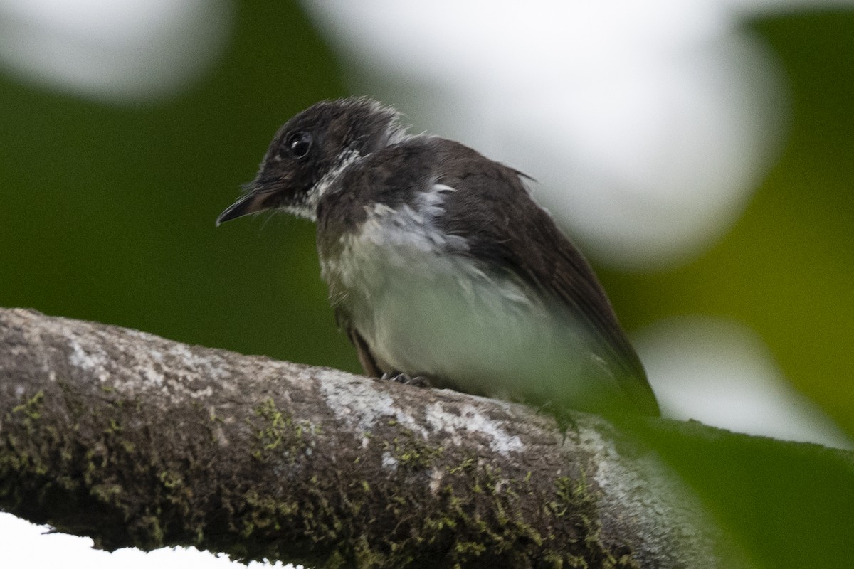 Rhipidure pie - ML644743521