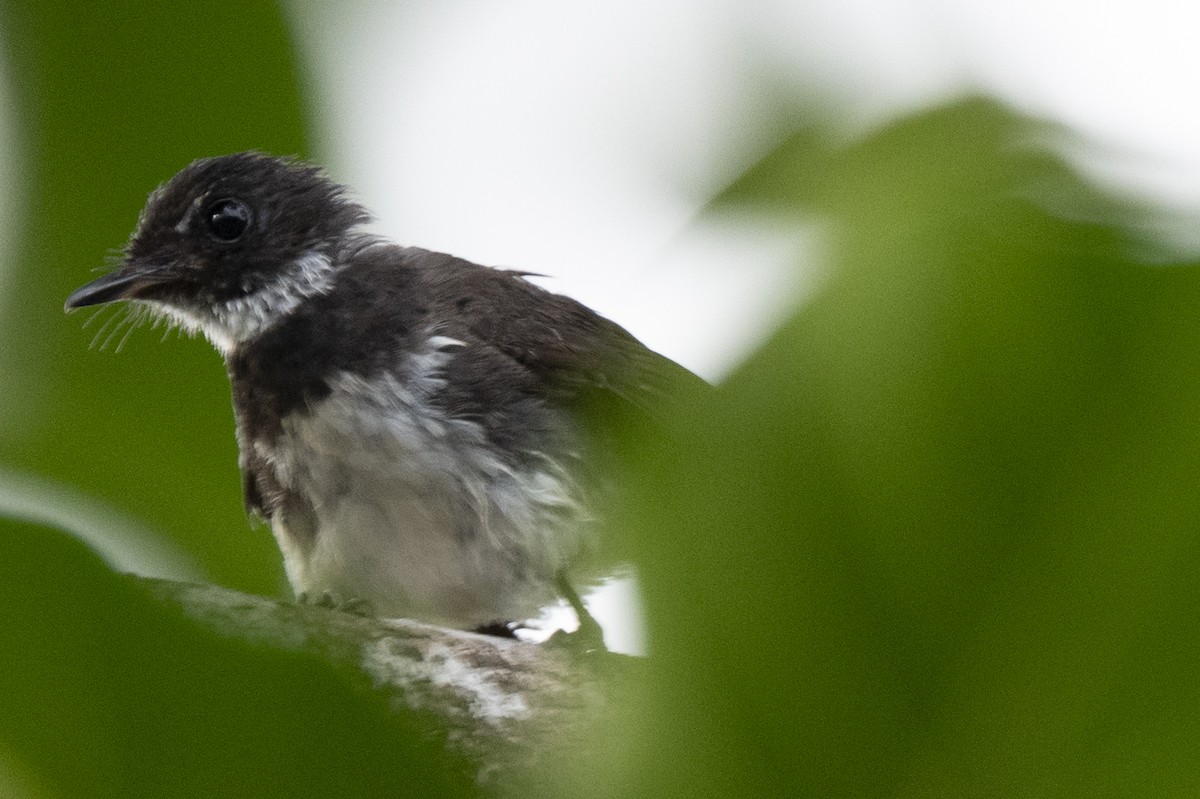 Rhipidure pie - ML644743522