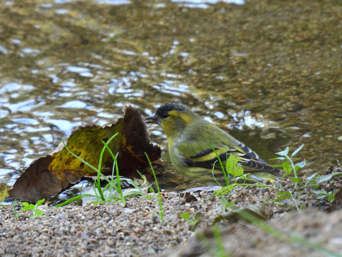 Eurasian Siskin - ML644743534