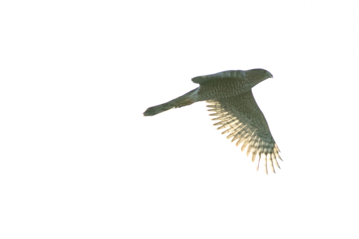 Cooper's Hawk - ML644743535