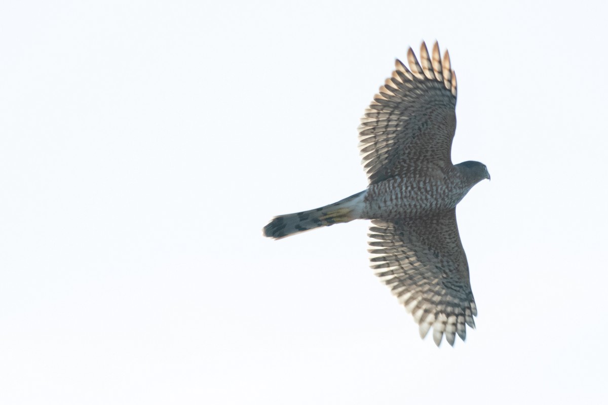 Cooper's Hawk - ML644743536