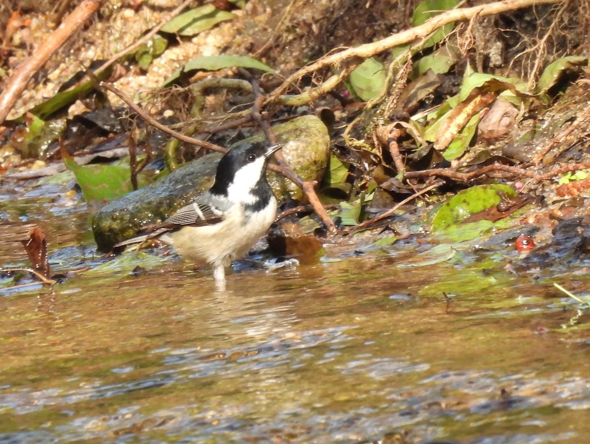 Coal Tit - ML644743537