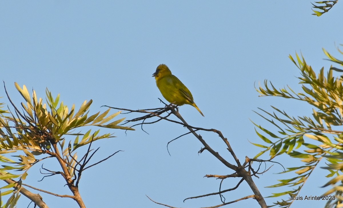 African Citril - ML644743544