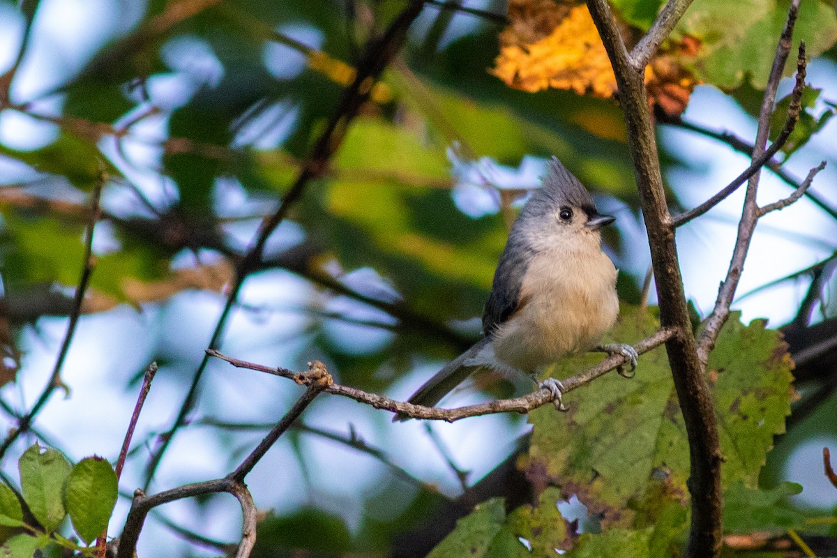 Tufted Titmouse - ML644743545
