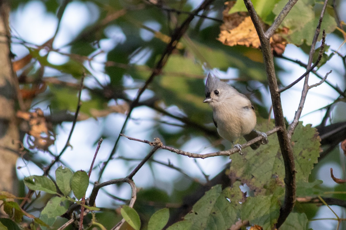 Tufted Titmouse - ML644743546