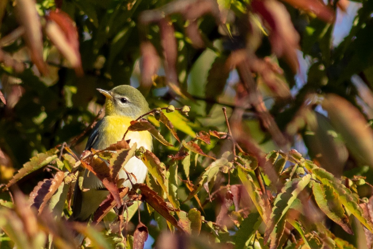 Northern Parula - ML644743550