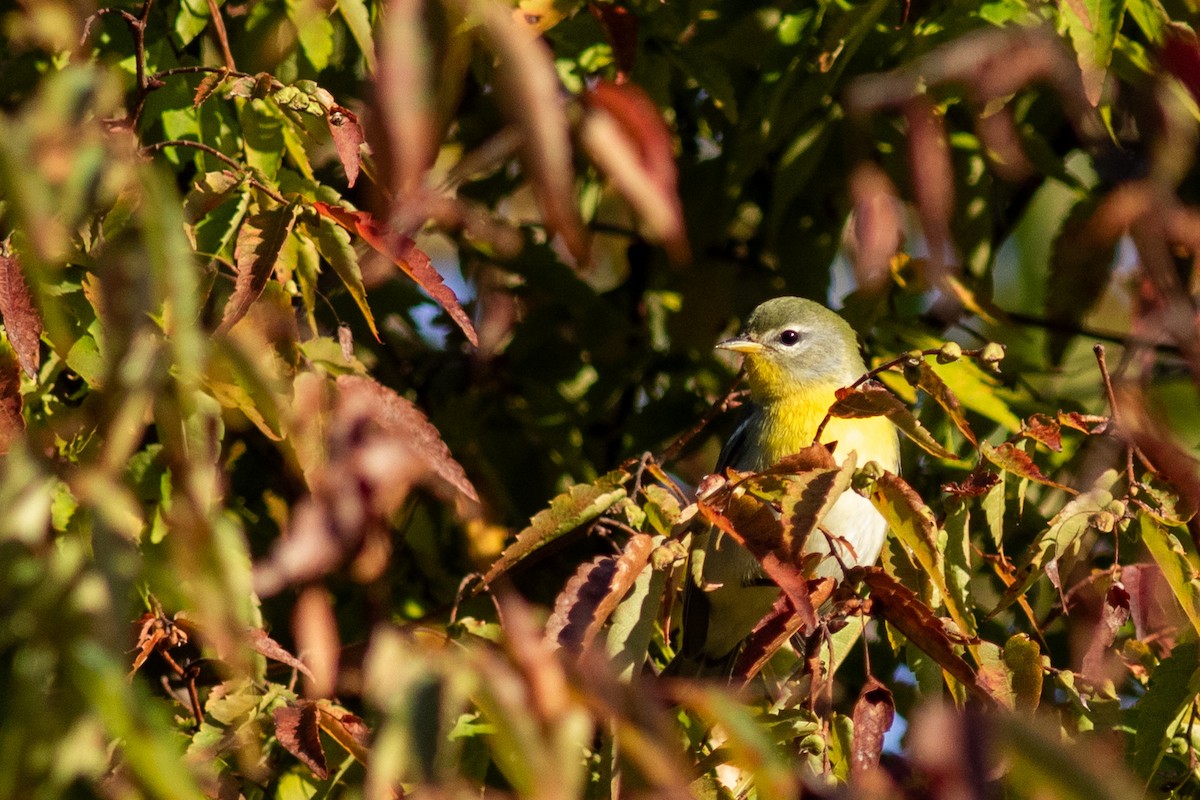 Northern Parula - ML644743551