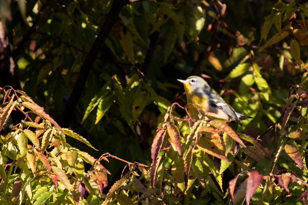 Northern Parula - ML644743552