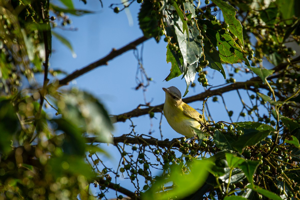 Красноглазый виреон - ML644743554
