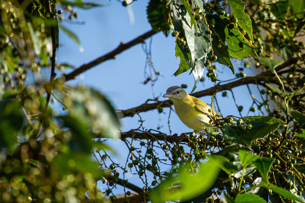Красноглазый виреон - ML644743555