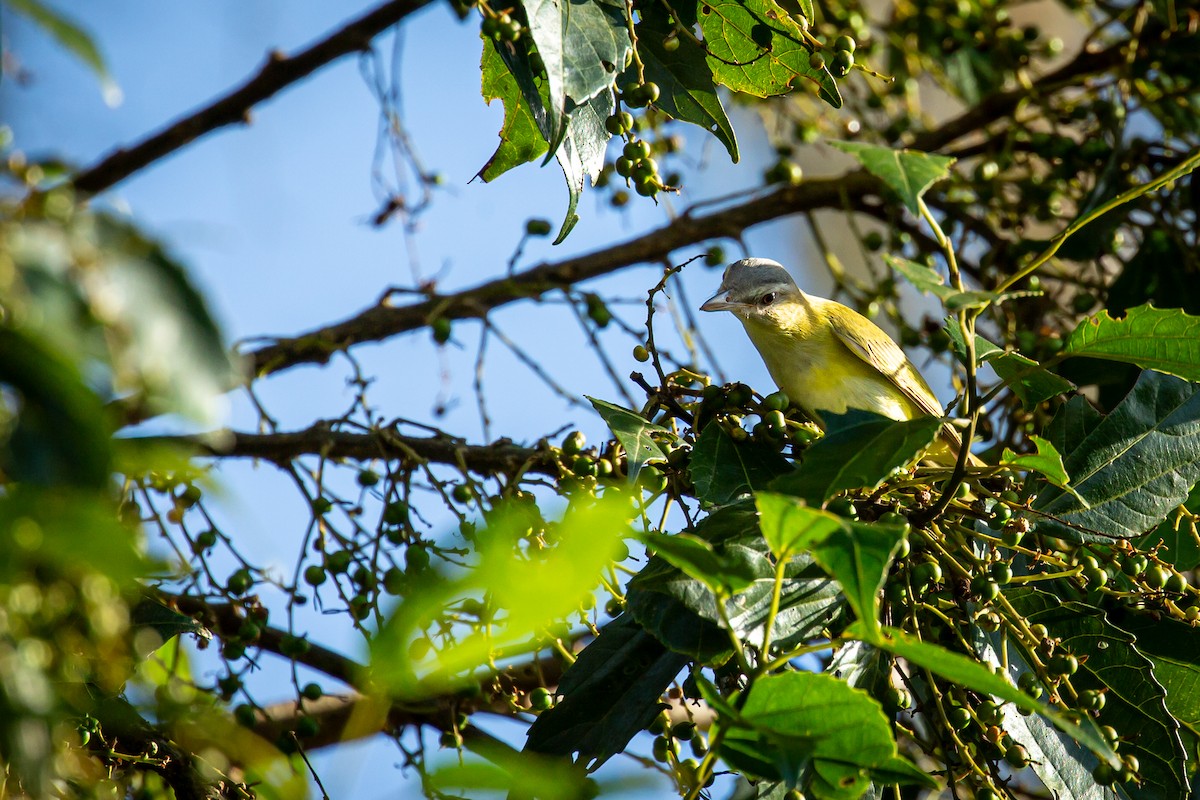 Красноглазый виреон - ML644743556