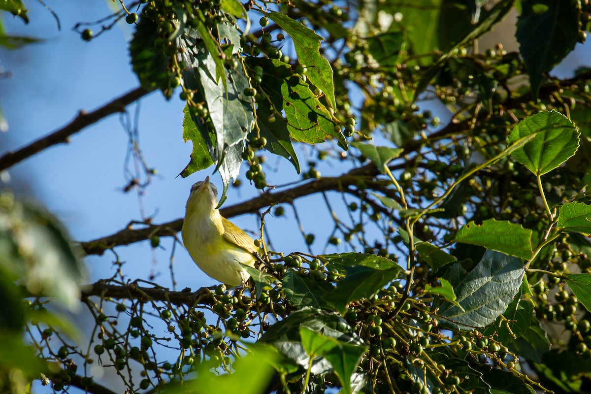 Красноглазый виреон - ML644743557