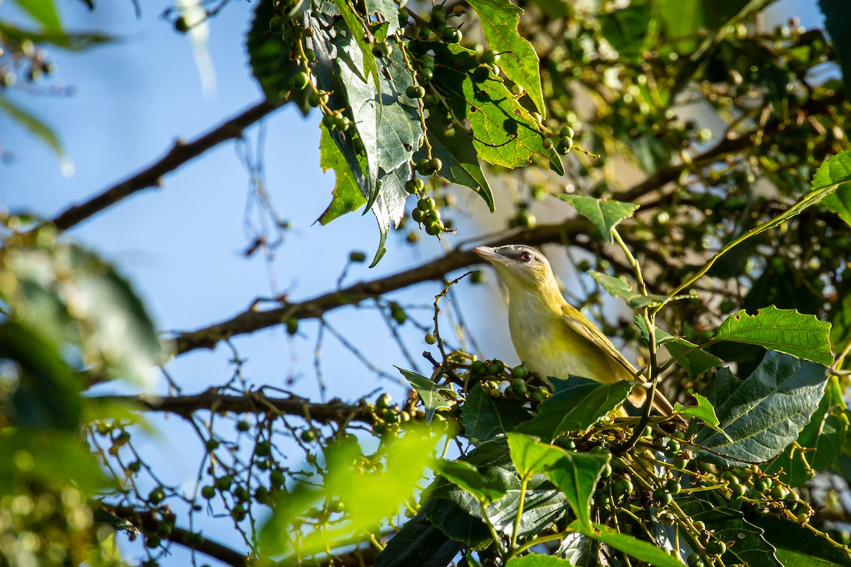 Красноглазый виреон - ML644743558