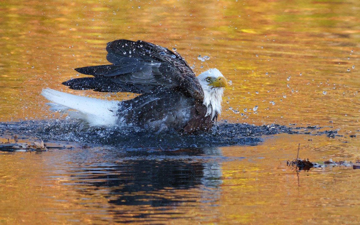 Pygargue à tête blanche - ML644743560