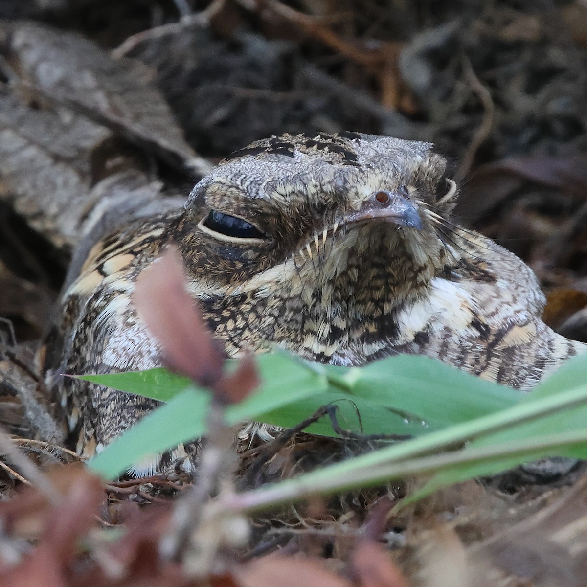 Hint Çobanaldatanı - ML644743562