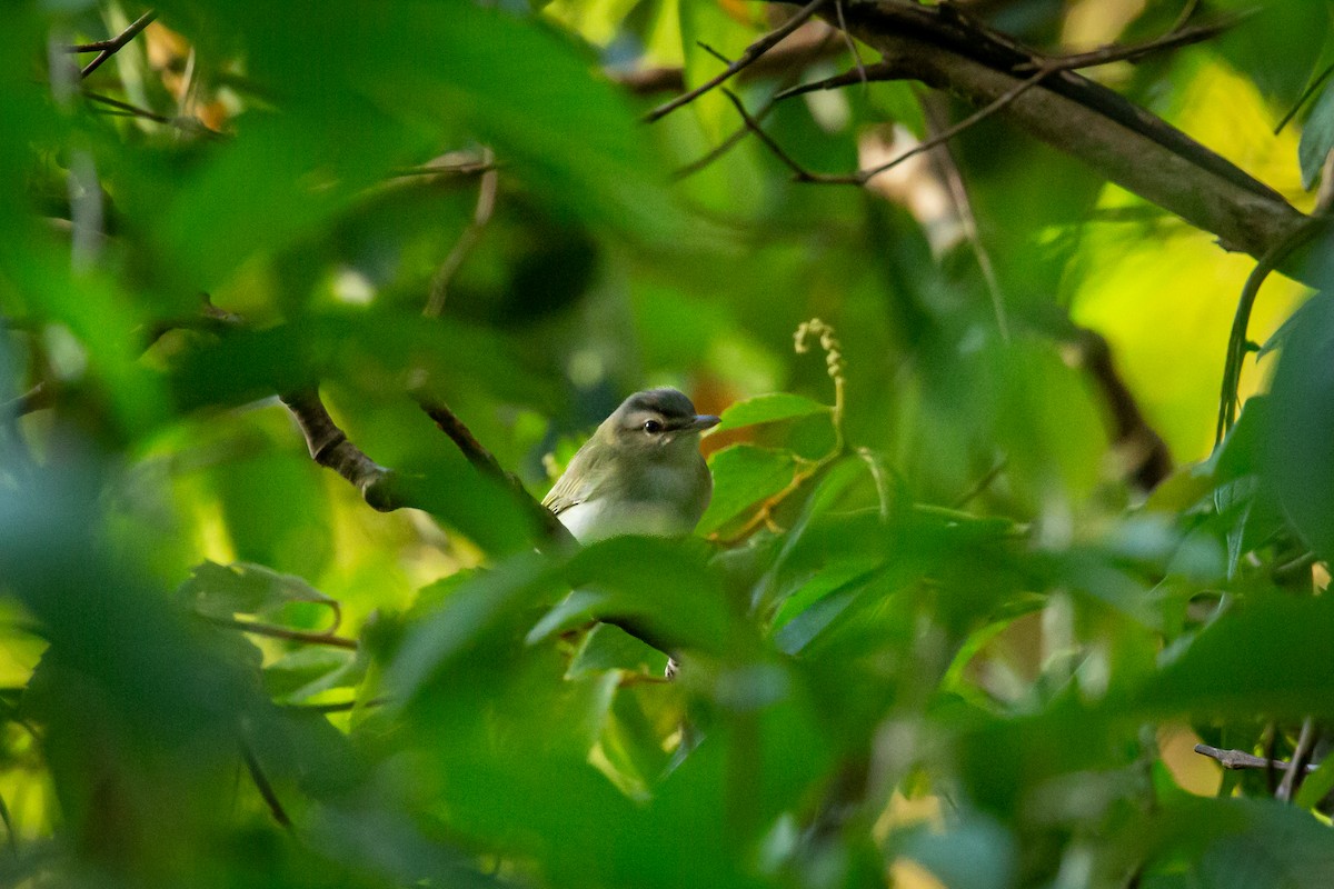 Красноглазый виреон - ML644743564