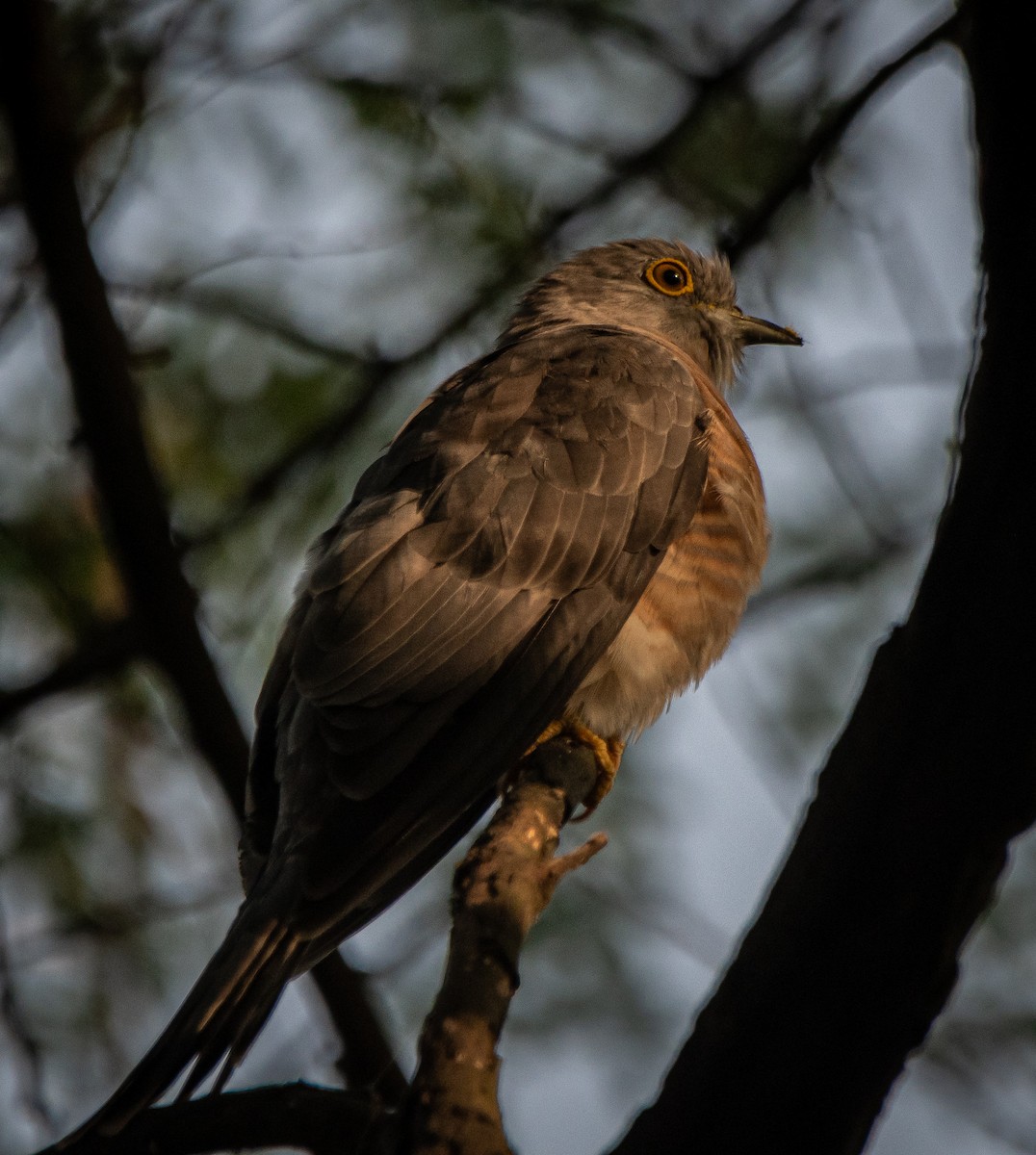 Common Hawk-Cuckoo - ML644743565