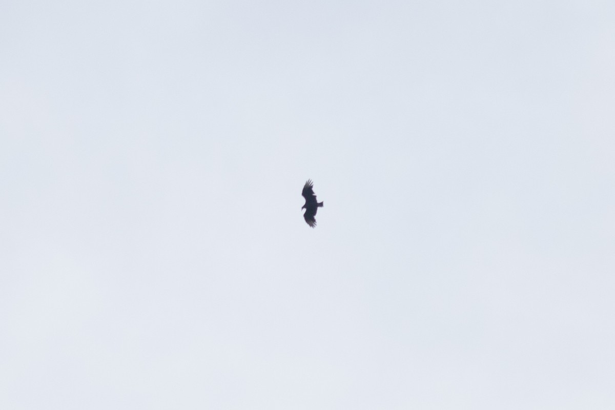 Black Vulture - ML644743569