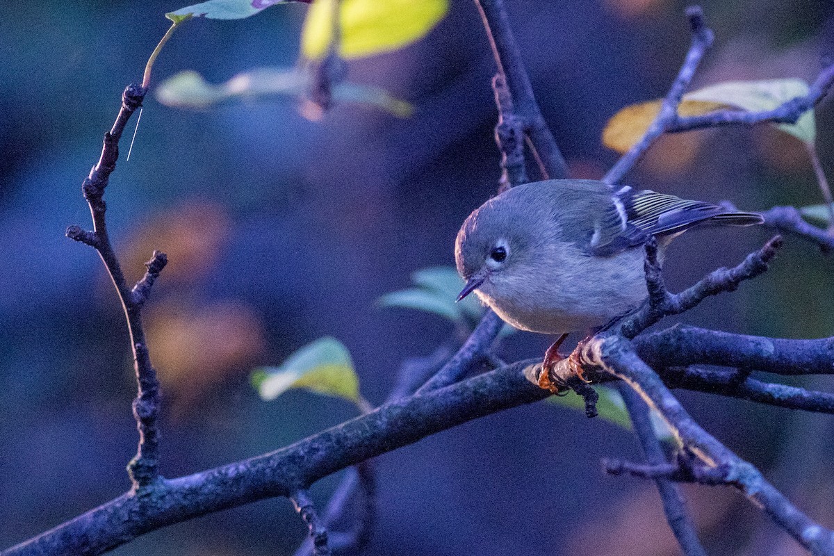 Ruby-crowned Kinglet - ML644743588